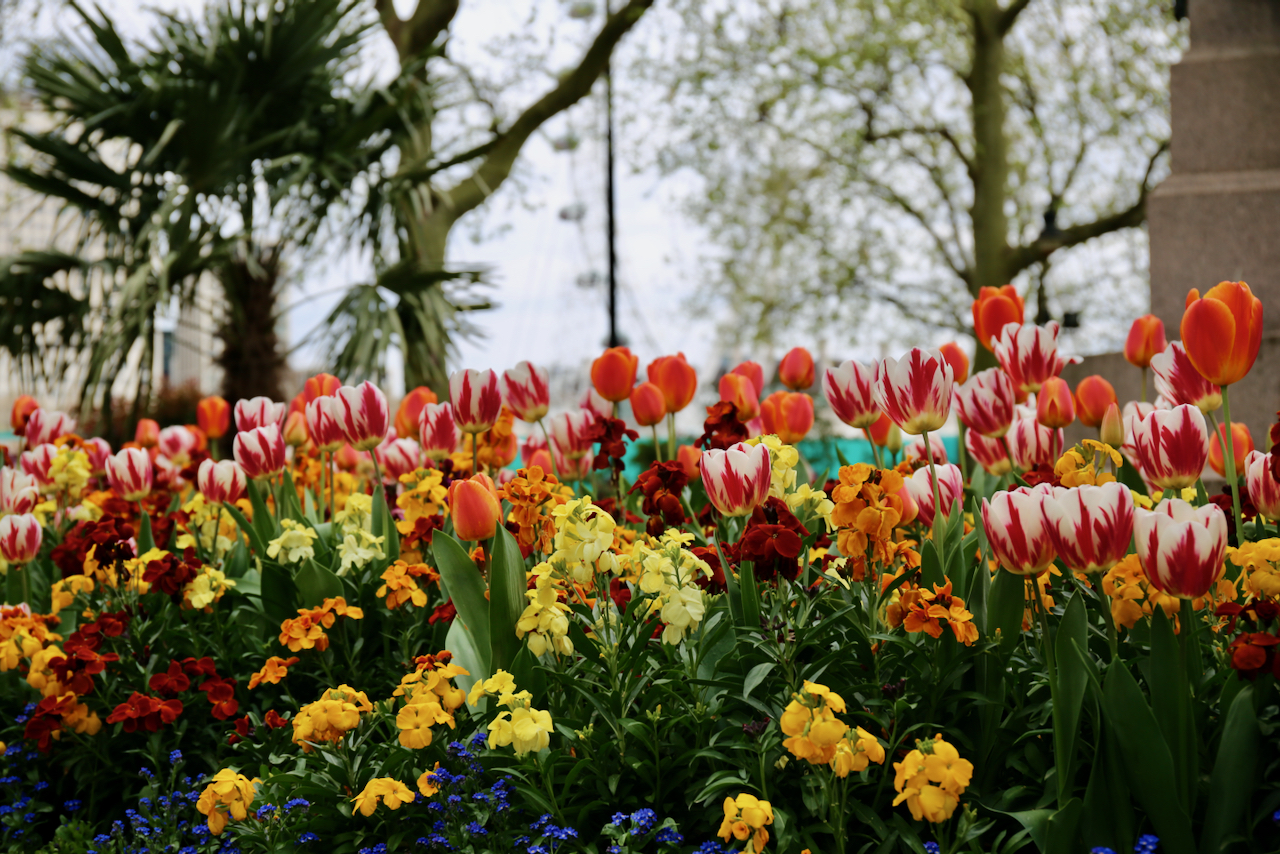 Tulips opposite the London Eye