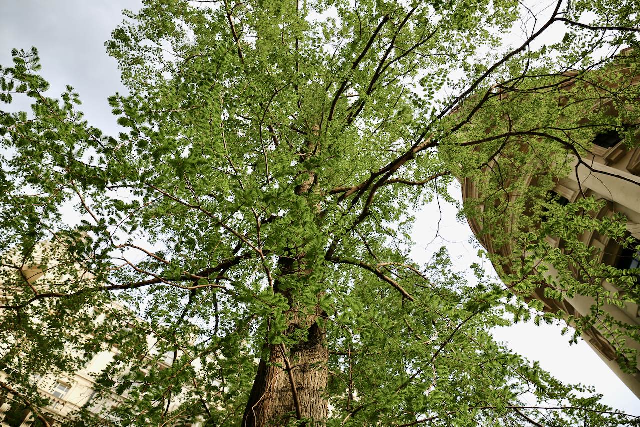 Dawn Redwood on Whitehall Place